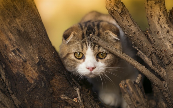 蘇格蘭折貓，小貓，眼睛，樹 桌布 圖片