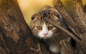 蘇格蘭折貓，小貓，眼睛，樹 高清桌布