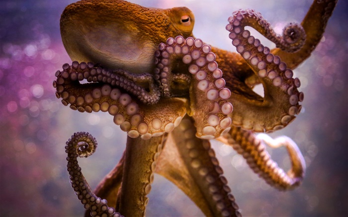 海洋動物，章魚，觸角，吸盤 桌布 圖片