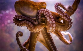 海洋動物，章魚，觸角，吸盤