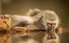 南非，猴食水 高清桌布