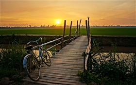 日落，自行車，橋，草，場，河 高清桌布