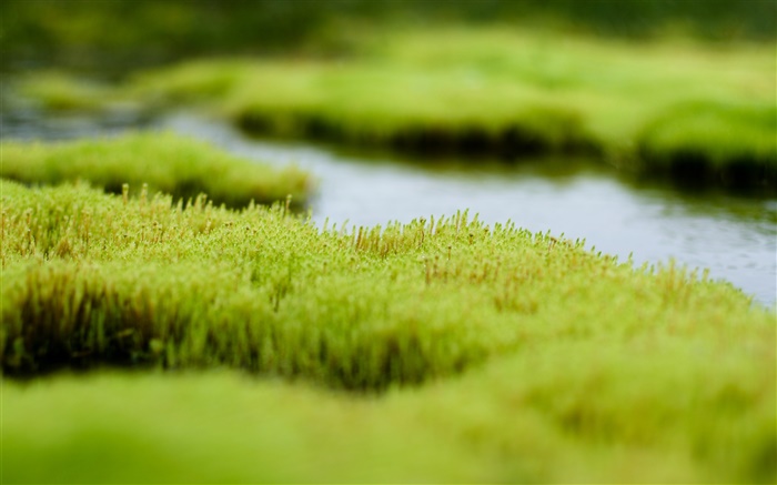 沼澤，綠草如茵，水 桌布 圖片
