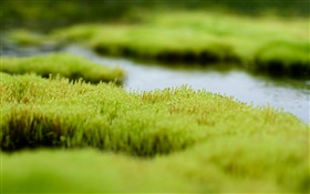 沼澤，綠草如茵，水 高清桌布