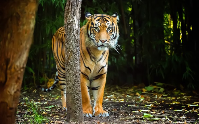 老虎在森林中，條紋 桌布 圖片