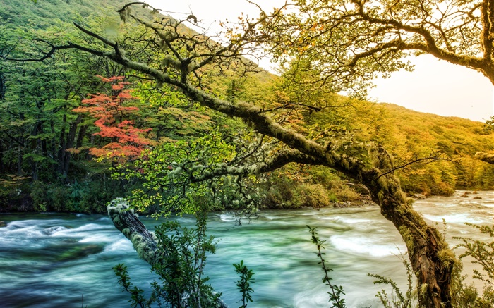 樹木，河流，山，綠色的苔蘚 桌布 圖片