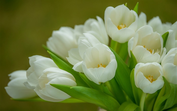鬱金香，白色的花，花束 桌布 圖片