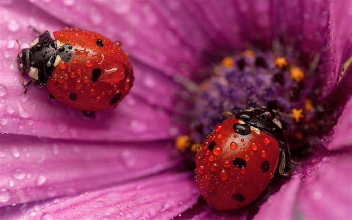 兩個瓢蟲，昆蟲，粉紅色的花瓣，露水 桌布 圖片