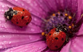 兩個瓢蟲，昆蟲，粉紅色的花瓣，露水 高清桌布