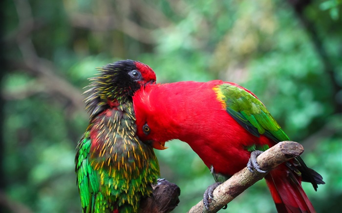 兩隻鸚鵡，夫婦，顏色 桌布 圖片