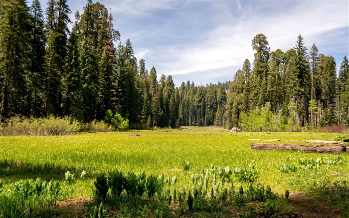 美國，加州紅杉國家公園，森林，樹木，草 桌布 圖片