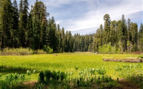 美國，加州紅杉國家公園，森林，樹木，草 高清桌布