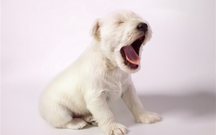 白色的狗，可愛的小狗打哈欠 桌布 圖片