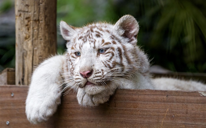 白虎，大貓，藍眼睛 桌布 圖片