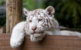 白虎，大貓，藍眼睛 高清桌布