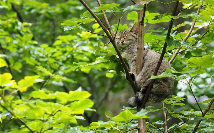 野生貓科動物在樹上睡覺，綠葉 桌布 圖片