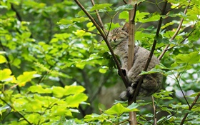 野生貓科動物在樹上睡覺，綠葉 高清桌布