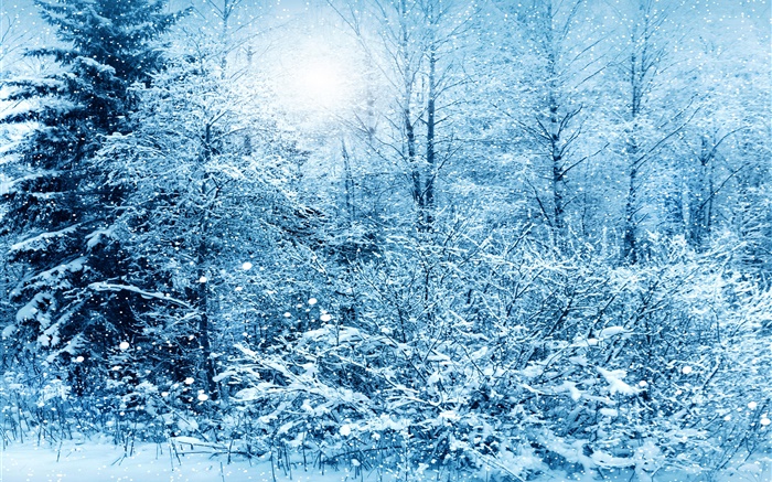冬天，樹，雲杉，雪白色 桌布 圖片