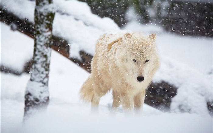冬季，狼，雪 桌布 圖片