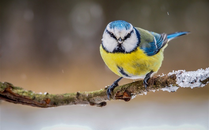 冬季，黃白藍羽鳥 桌布 圖片