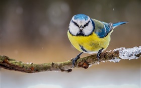 冬季，黃白藍羽鳥 高清桌布