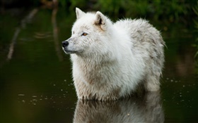 狼在河裡 高清桌布