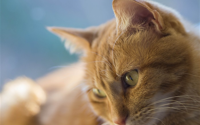 黃眼睛的貓，面部 桌布 圖片