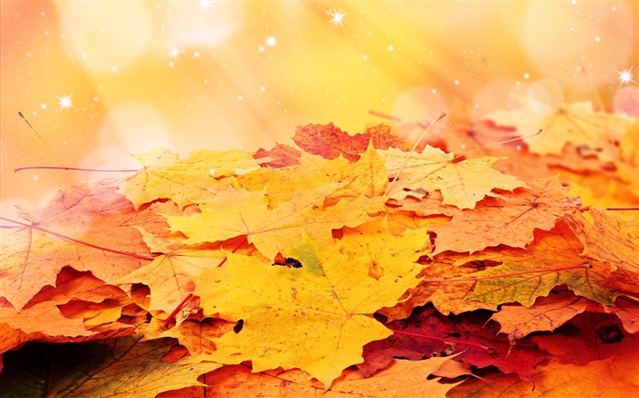 黃色的葉子，秋天，星星 桌布 圖片