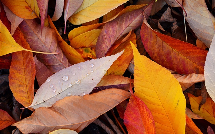 黃葉，水滴，秋 桌布 圖片