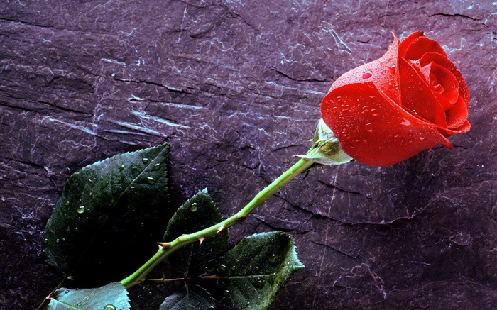 一朵紅玫瑰，水滴 桌布 圖片