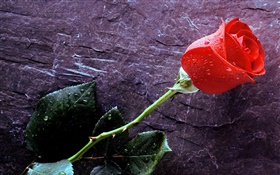 一朵紅玫瑰，水滴 高清桌布