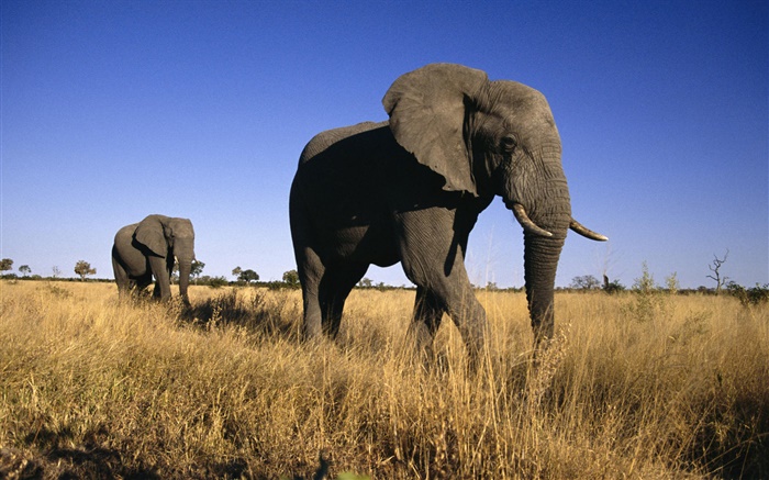非洲大象 桌布 圖片
