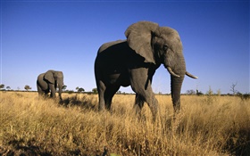 非洲大象 高清桌布