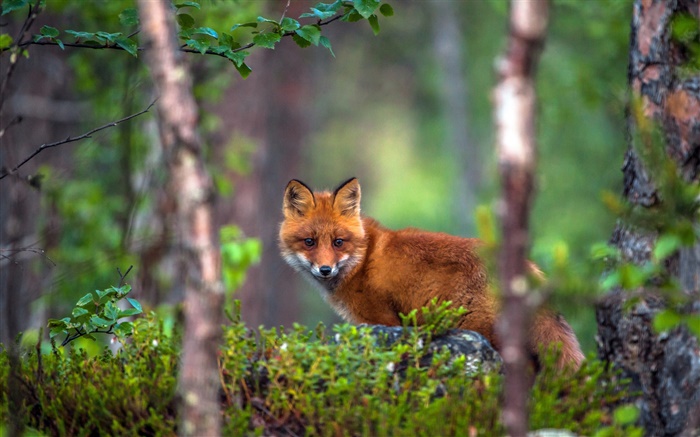在森林裡的動物狐狸 桌布 圖片
