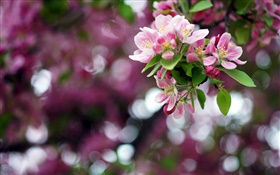 蘋果樹，粉紅色的花朵，春天，背景虛化 高清桌布