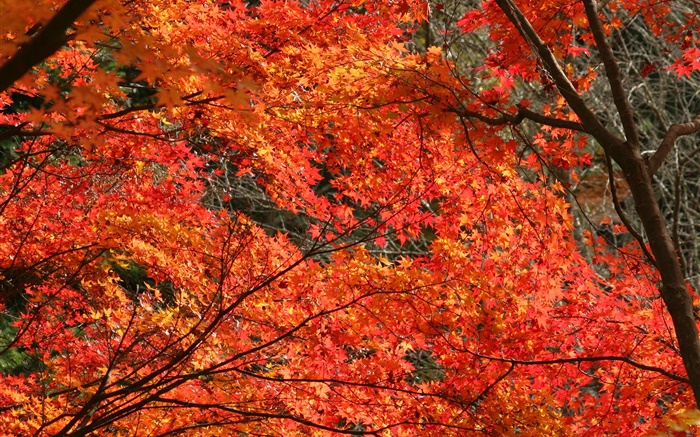 秋天，美麗的楓葉，紅色，樹木 桌布 圖片