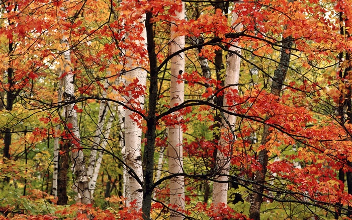 秋季，森林，樺木，紅葉 桌布 圖片