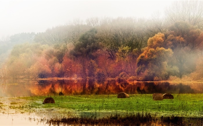 秋季，森林，樹木，池塘，葉子，霧，早晨 桌布 圖片