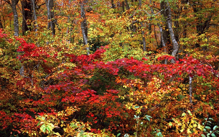 秋天森林，樹枝，紅色和黃色的葉子 桌布 圖片