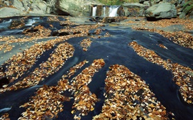 秋天，樹葉很多，瀑，溪，岩 高清桌布