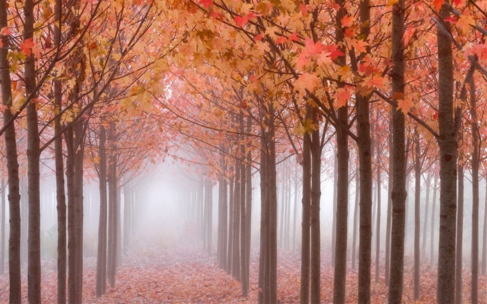秋天的早晨，樹木，紅色的楓葉，霧 桌布 圖片