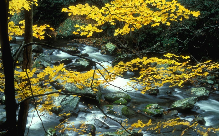 秋天，自然風光，黃色的樹葉，樹木，小溪 桌布 圖片