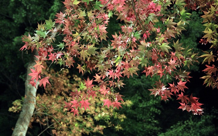 秋天，樹，綠色和紅色的楓葉 桌布 圖片