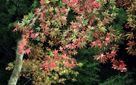 秋天，樹，綠色和紅色的楓葉