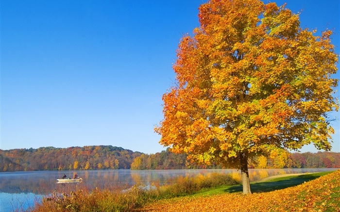秋天，樹，黃葉，河 桌布 圖片
