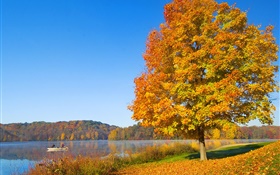 秋天，樹，黃葉，河 高清桌布