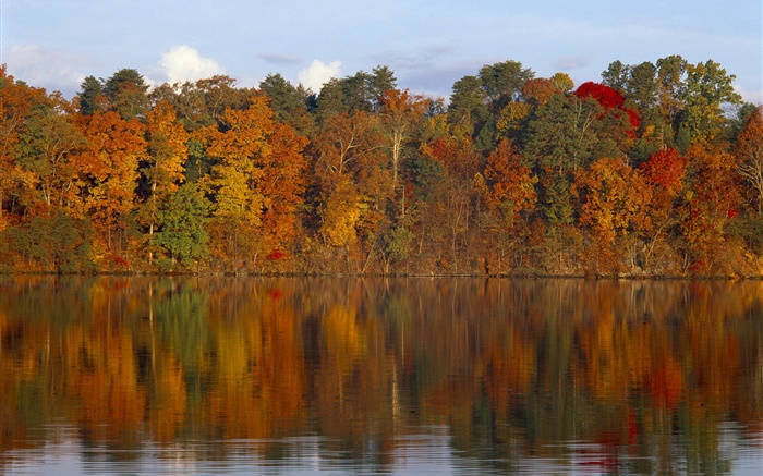 秋天，樹木，河流 桌布 圖片