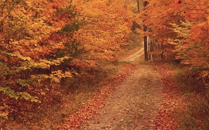秋天，樹木，道路，紅葉 桌布 圖片