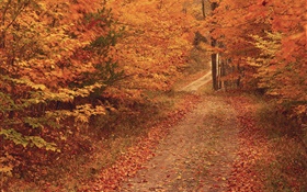 秋天，樹木，道路，紅葉