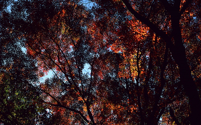 秋天，樹木，視圖頂部，楓葉 桌布 圖片